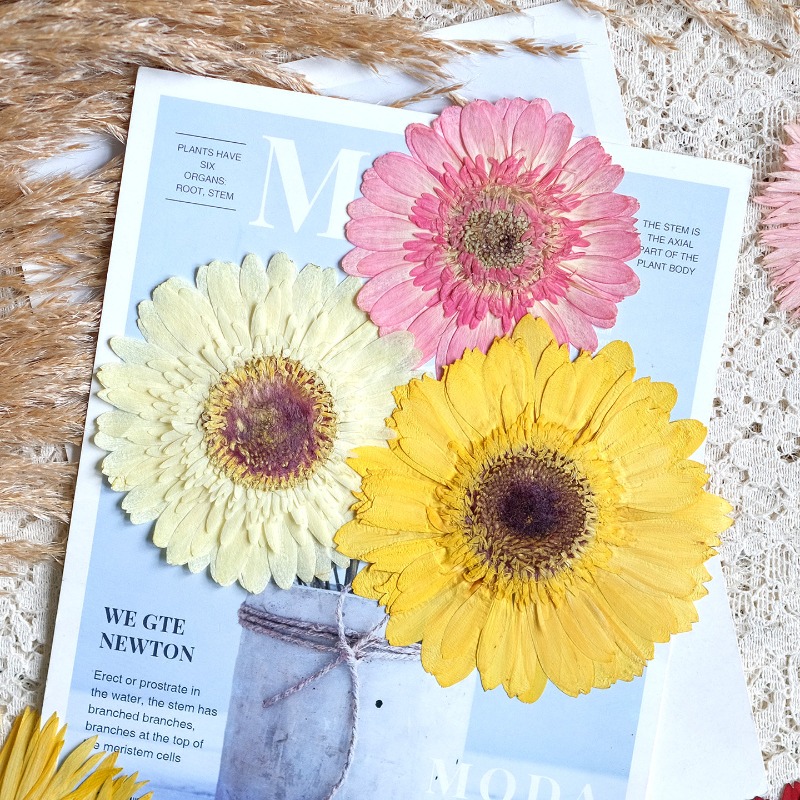 1pcs/7-9cm,Pressed Gerbera Dri - Resin Craft Ideas review and price